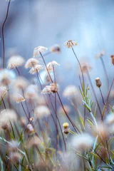 Foto op Plexiglas Blauw droge planten natuur