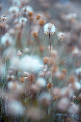dry plants nature vintage background