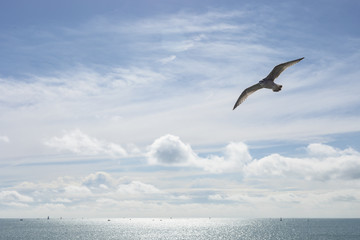 Fototapeta na wymiar Sea Gull Flying Over Blue Sky