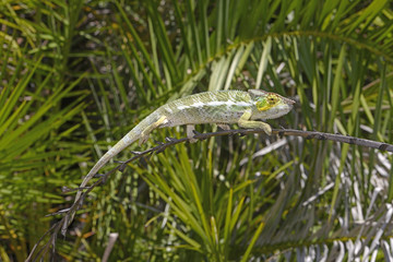 Pantherchamäleon (Furcifer pardalis) - Panther chameleon / Insel Nosy Faly / Madagaskar  © bennytrapp