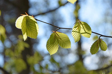 Buchenblätter im Frühling