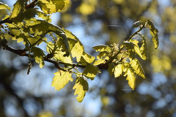 Buchenblätter im Frühling