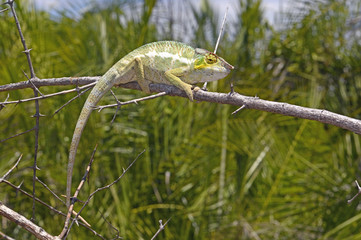 Pantherchamäleon (Furcifer pardalis) - Panther chameleon / Insel Nosy Faly / Madagaskar  © bennytrapp