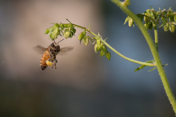 A honey bee, loaded with pollin, hovers beneath a flower in Seoul, Korea