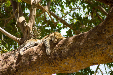 Leopard lying on a branch with two paws hanging in the savannah of Maasai Mara Park in North West Kenya