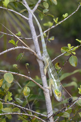 Pantherchamäleon (Furcifer pardalis) - Panther chameleon / Insel Nosy Faly / Madagaskar  © bennytrapp