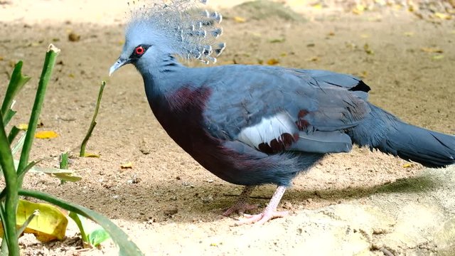 Crowned Victoria Pigeon in forest