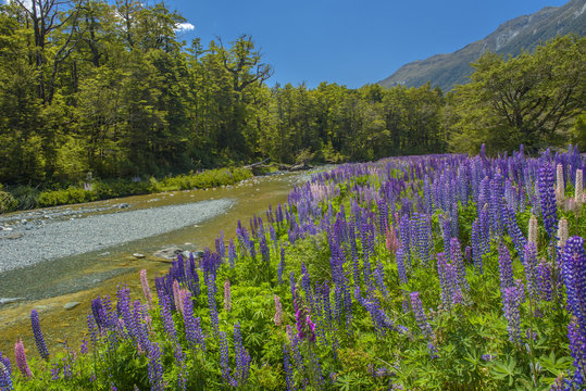 Russle Lupines at milfordsound © shirophoto