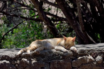 Fototapeta na wymiar Katze in der Sonne