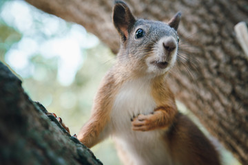 Naklejka na ściany i meble ore squirrel sits on the trunk of the tree