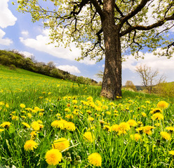 Auszeit im Fr&uuml;hling: L&ouml;wenzahnwiese unter bl&uuml;hendem Kirschbaum :)
