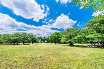 光が丘公園の芝生広場 © picture cells