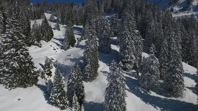 Drone flight over a snowy forest
