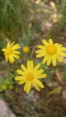  beautiful flowers