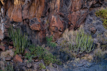 cactus plants on tenerife island