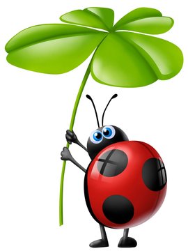 coccinella quadrifoglio