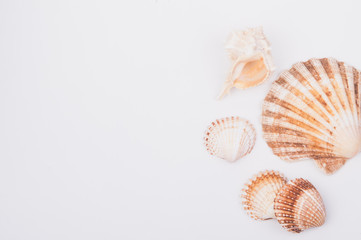 A shell collection on a white wood box