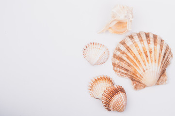 A shell collection on a white wood box
