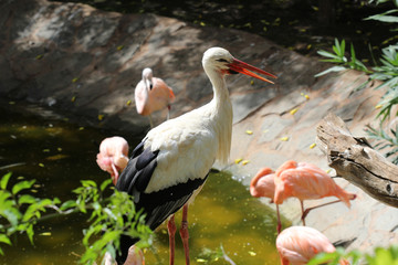 TIERE_3861_Weissstorch