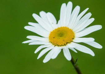 Oxeye Daisy