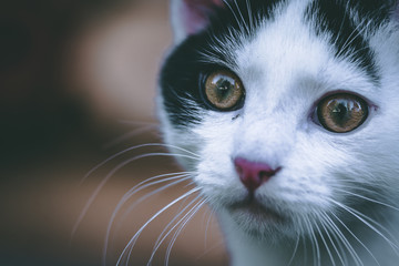 Portrait of a cute little kitten