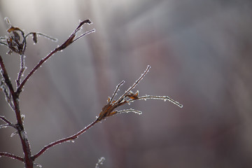 frozen plants macro in winter covered with frost