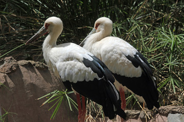 TIERE_3865_Weissstorch