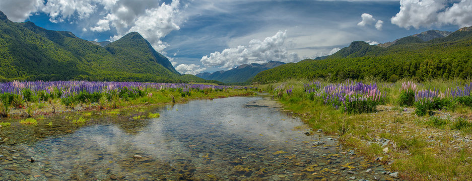 Lupine at milford sound, New Zealand