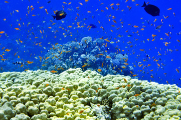 Fototapeta na wymiar Сoral reef dwellers (Обитатели кораллового рифа)
