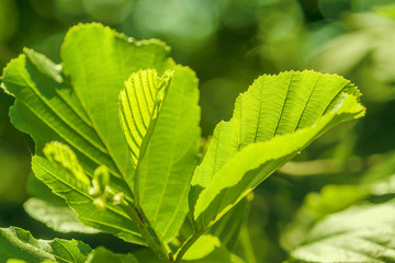 sunny illuminated leaves