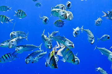 Fototapeta premium Mackerel hunting (Скумбрия на охоте)