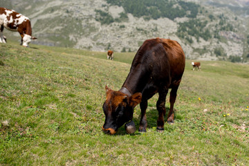 isolated little cow put to pasture, single calf on an alpine pasture land