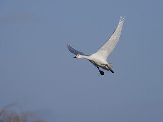 Bewicks swan, Cygnus bewickii