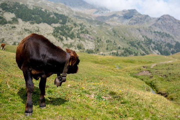 isolated little cow put to pasture, single calf on an alpine pasture land