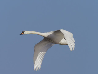 Mute swan, Cygnus olor