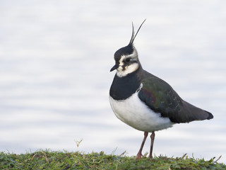 Northern lapwing, Vanellus vanellus