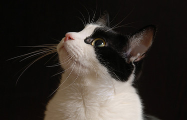 Portret kota domowego na ciemnobrązowym tle