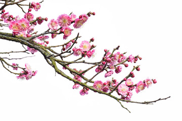 Plum Blossom in early spring. Located in Plum Blossom Hill, Nanjing, Jiangsu, China.