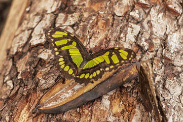 Close-up on a Malachite butterfly (Siproeta stelenes) eating a banana