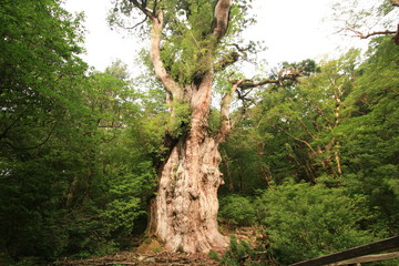 屋久島の縄文杉