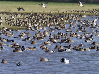 Fototapeta premium Wigeon, Anas penelope