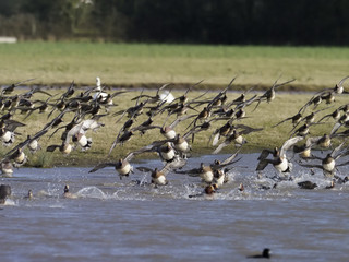 Wigeon, Anas penelope