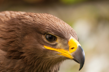 Close-up of a Steppe Eagle (Aquila Nipalensis). Bird of prey portrait.