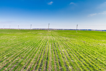 winter wheat growth in the field