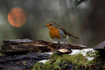 Rotkehlchen (Erithacus rubecula) auf Baumstamm mit Schnee