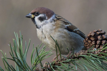 Feldsperling oder Feldspatz (Passer montanus)
