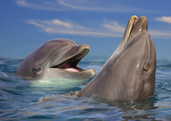 Fototapeta premium Zwei Große Tümmler (Tursiops truncatus), schauen aus dem Wasser, Portrait