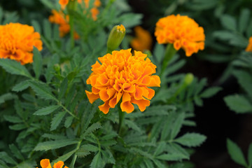 Close up of beautiful Marigold flower in the garden