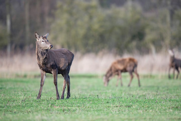 Red deer stag with thrown off antlers in meadow in winter.