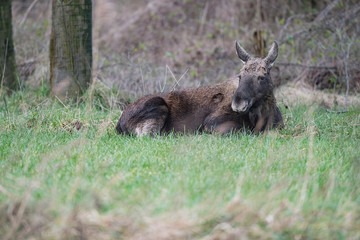 Elk (alces alces) lying in grass near bushes in winter.